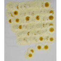 100 pcs Real Dried Pressed flowers White Daisies