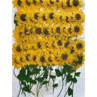 12 pieces Yellow Sunflowers with Stem Real Dried Pressed flowers