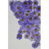 100 pcs Purple Daisies Real Dried Pressed flowers