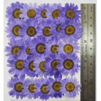 25 pcs Purple Real Dried Pressed flowers