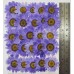100 pcs Purple Daisies Real Dried Pressed flowers