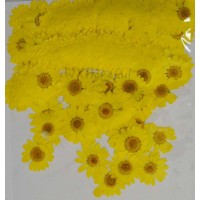 100 pcs Yellow Daisies Real Dried Pressed flowers