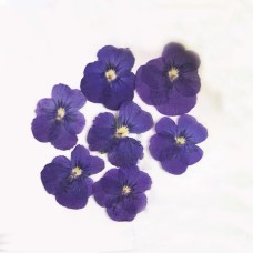 100 pcs Purple Violas Real Pressed Dried Flowers