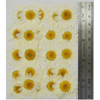 25 pcs White Daisies Real Dried Pressed flowers