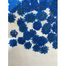 100 pcs Blue Queen Anne's Lace Real Dried Pressed flowers