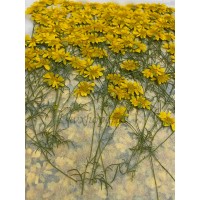 25 pcs Yellow Golden Chrysanthemum with Stem Real Dried Pressed flowers