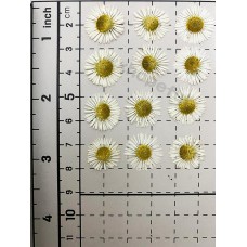 100 pcs Colorful Needle Chrysanthemum Real Pressed Dried Flowers