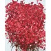 100 pcs Colorful White Baby's Breath Real Dried Pressed flowers