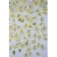 100 pcs Light Yellow Violas Real Pressed Dried Flowers