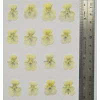 12 pcs Light Yellow Violas Real Pressed Dried Flowers