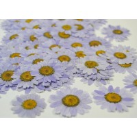 100 pcs Light Purple Daisies Real Dried Pressed flowers