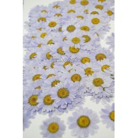 25 pcs Light Purple Daisies Real Dried Pressed flowers