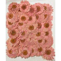 25 pcs Pink Real Dried Pressed flowers