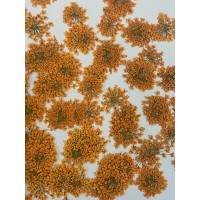 100 pcs Orange Queen Anne's Lace Real Dried Pressed flowers 