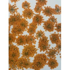 100 pcs Orange Queen Anne's Lace Real Dried Pressed flowers 