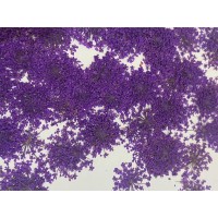 100 pcs Purple Queen Anne's Lace Real Dried Pressed flowers 