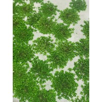 100 pcs Green Queen Anne's Lace Real Dried Pressed flowers