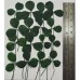 100 pcs Clovers Real Pressed Dried Flowers