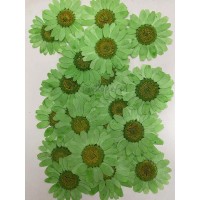100 pcs Green Daisies Real Dried Pressed flowers