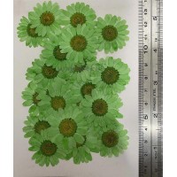 25 pcs Green Daisies Real Dried Pressed flowers