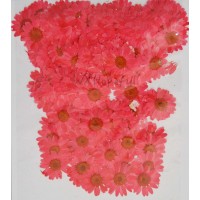 100 pcs Red Daisies Real Dried Pressed flowers