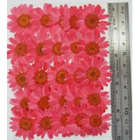 25 pcs Red Daisies Real Dried Pressed flowers