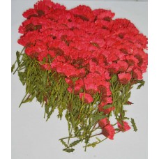 100 pcs Red Daisies with Branch Real Dried Pressed flowers