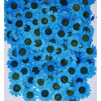 100 pcs Light Blue Daisies Real Dried Pressed flowers