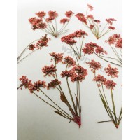 6 pcs Pink White Queen Anne's Lace with Stem Real Dried Pressed flowers