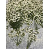 50 pcs Pink White Queen Anne's Lace with Stem Real Dried Pressed flowers