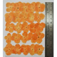 25 pieces Orange Hydrangea Real Dried Pressed flowers 25 pieces Orange Hydrangea Real Dried Pressed flowers