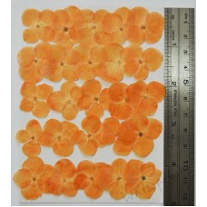 25 pieces Orange Hydrangea Real Dried Pressed flowers 
