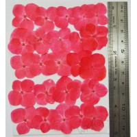 25 pieces Red Hydrangea Real Dried Pressed flowers 25 pieces Red Hydrangea Real Dried Pressed flowers