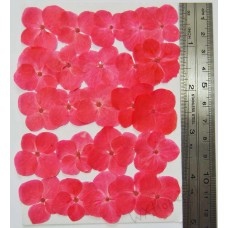 25 pieces Red Hydrangea Real Dried Pressed flowers 