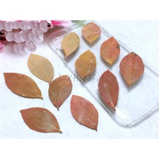 12 pieces Blueberry Leaf Real Dried Pressed flowers