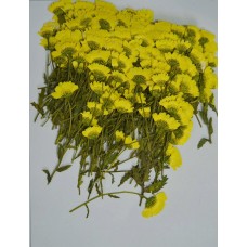 100 pcs Yellow Daisies with Branch Real Dried Pressed flowers
