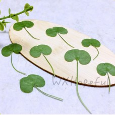12 pieces Centella Asiatica Real Dried Pressed flowers 