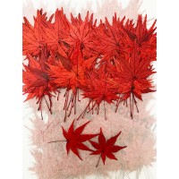 100 pcs Maple Leaf Real Dried Pressed flowers