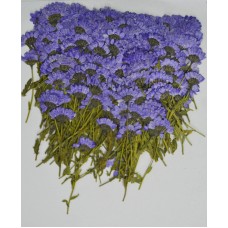 100 pcs Purple Daisies with Branch Real Dried Pressed flowers