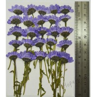 25 pcs Purple Daisies with Branch Real Dried Pressed flowers