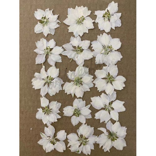 100 pcs White Pink Purple Larkspur Real Dried Pressed flowers