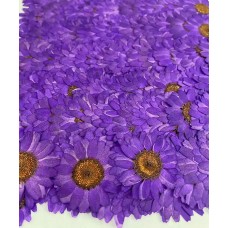 100 pcs Purple Daisies Real Dried Pressed flowers