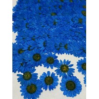 25 pcs Light Blue Daisies Real Dried Pressed flowers