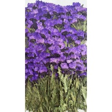 100 pcs Purple Daisies with Branch Real Dried Pressed flowers