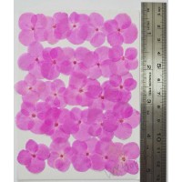 25 pieces Real Dried Pressed flowers Burgundy Hydrangea 25 pieces Real Dried Pressed flowers Burgundy Hydrangea