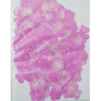 100 pieces Real Dried Pressed flowers Burgundy Hydrangea