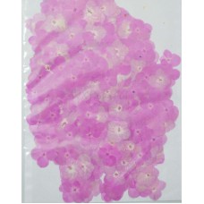 100 pieces Real Dried Pressed flowers Burgundy Hydrangea