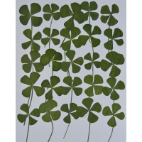 25 pcs Four Leaf Clover Real Pressed Dried Flowers
