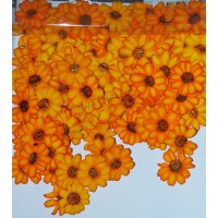 100 pieces Orange zinnia Real Dried Pressed Flowers 
