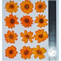 12 pieces Orange zinnia Real Dried Pressed Flowers 